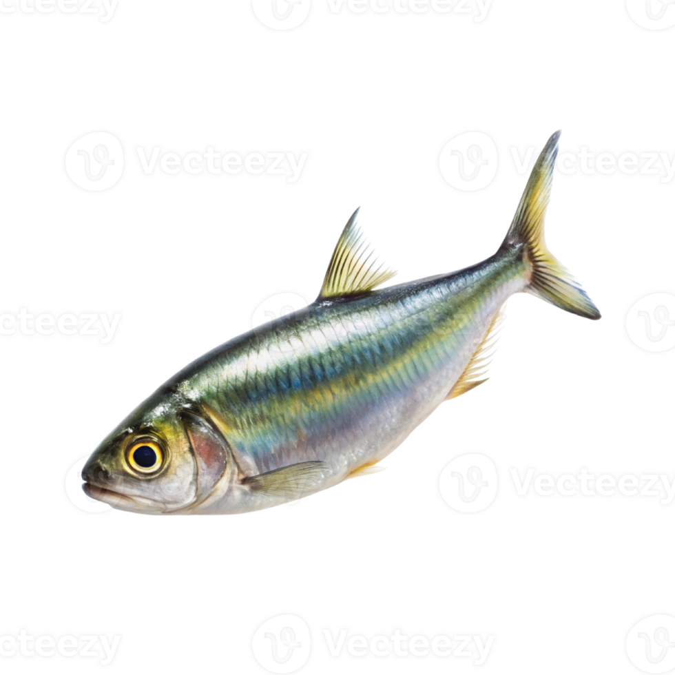 Sardine fish isolated png