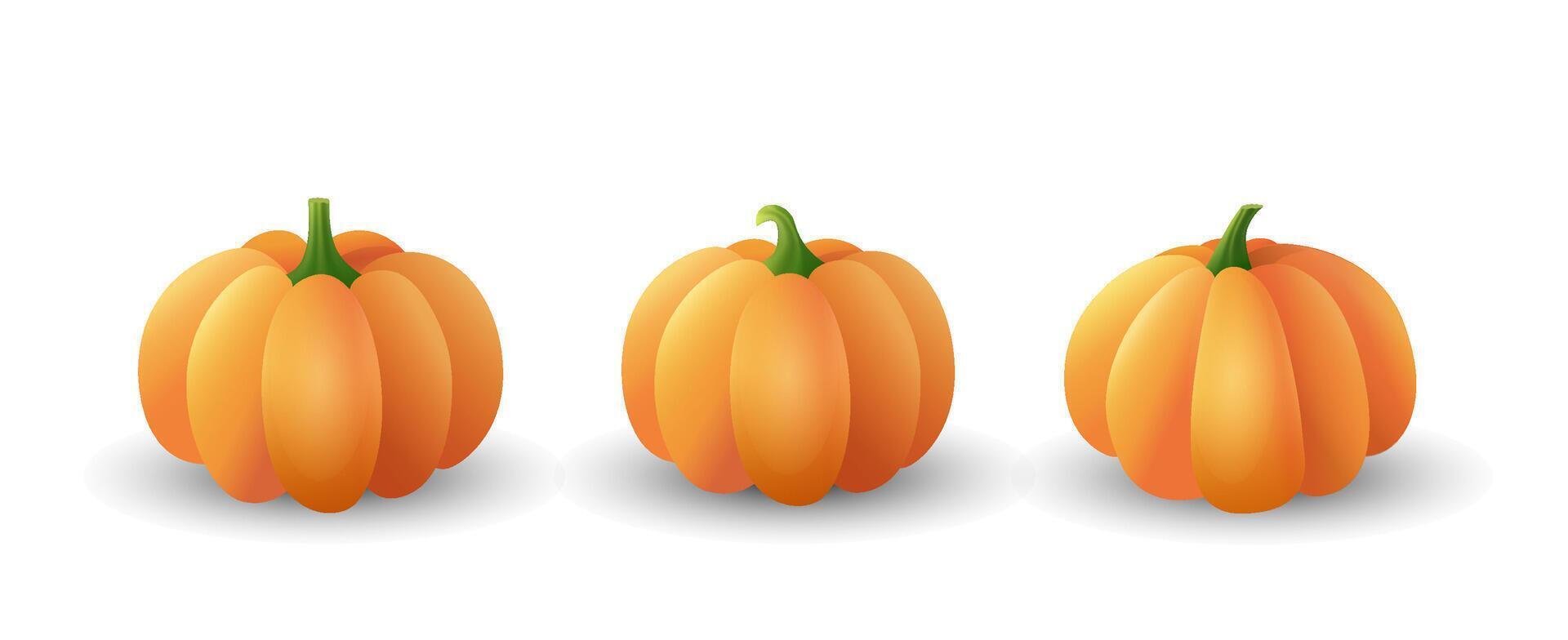 Set of orange ripe pumpkins isolated on white background vector