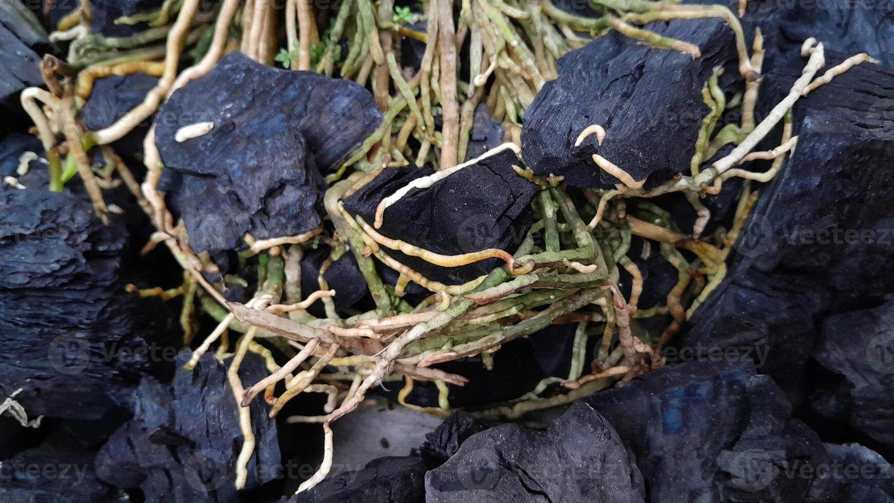 Orchid Plant Roots Spreading on Black Charcoal Wood photo