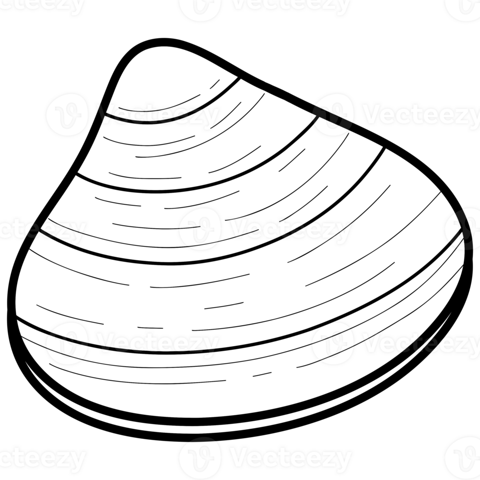 Cute sea shell png