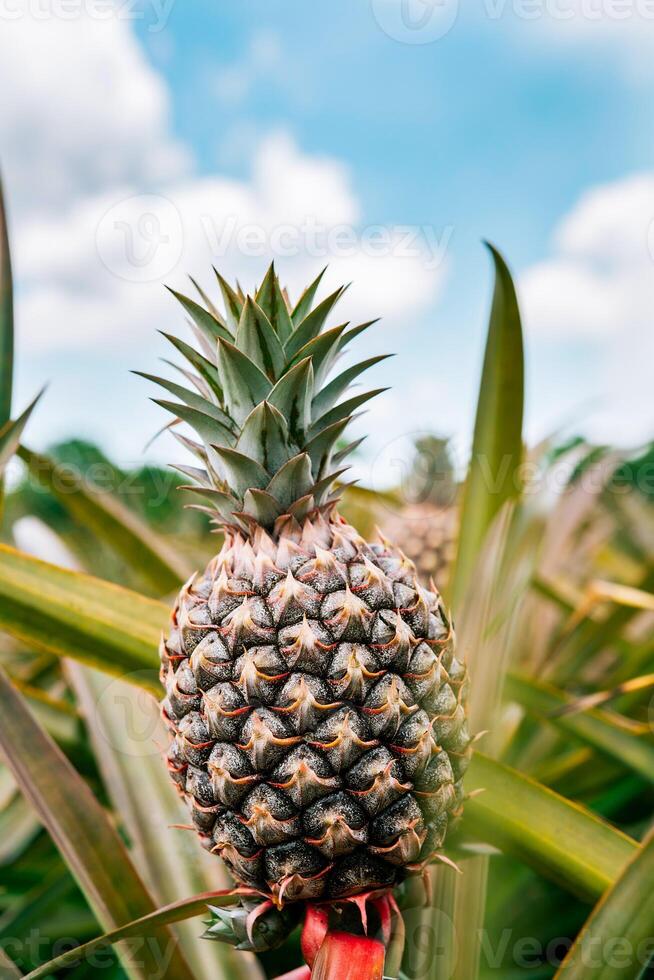 View of a beautiful tropical pineapple in a plantation with sky in the background. Harvest season and cultivation of pineapples photo