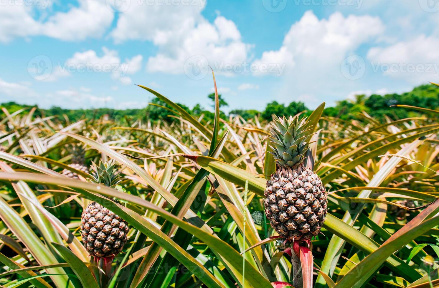 Harvest of pineapple fruits with blue sky background. View of a beautiful growing pineapple crop, Harvest season and cultivation of pineapples photo