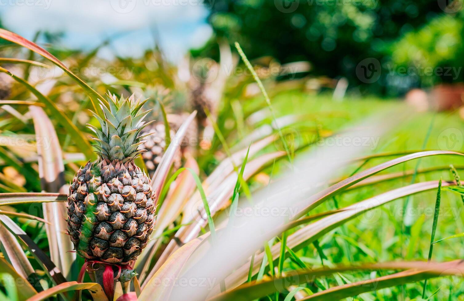 Tropical pineapples grown in a garden with copy space. Harvest season and cultivation of pineapples photo