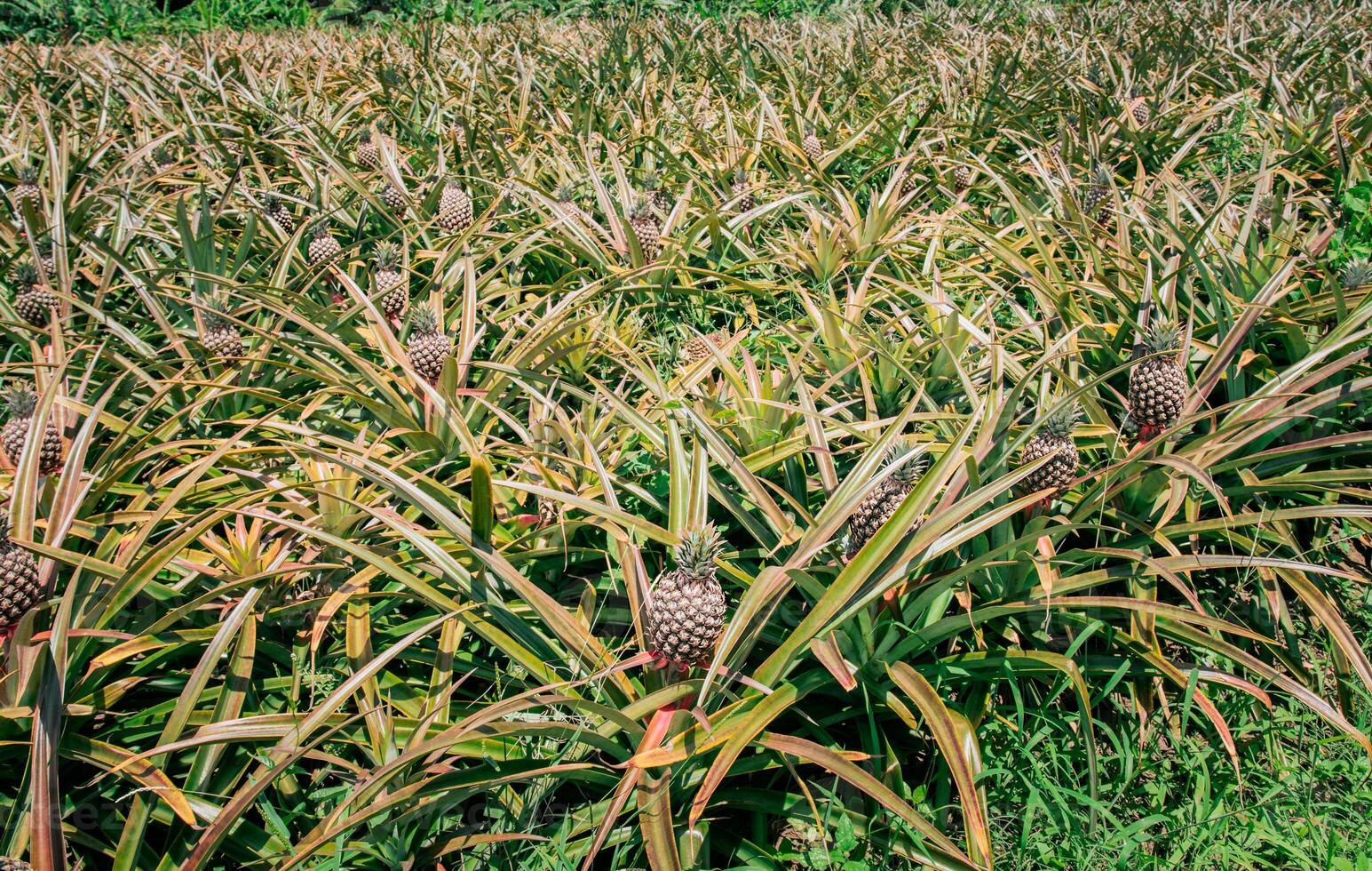 View of a beautiful growing pineapple plantation. in gardeen. Harvest of pineapple fruits with copy space. Harvest season and cultivation of pineapples photo