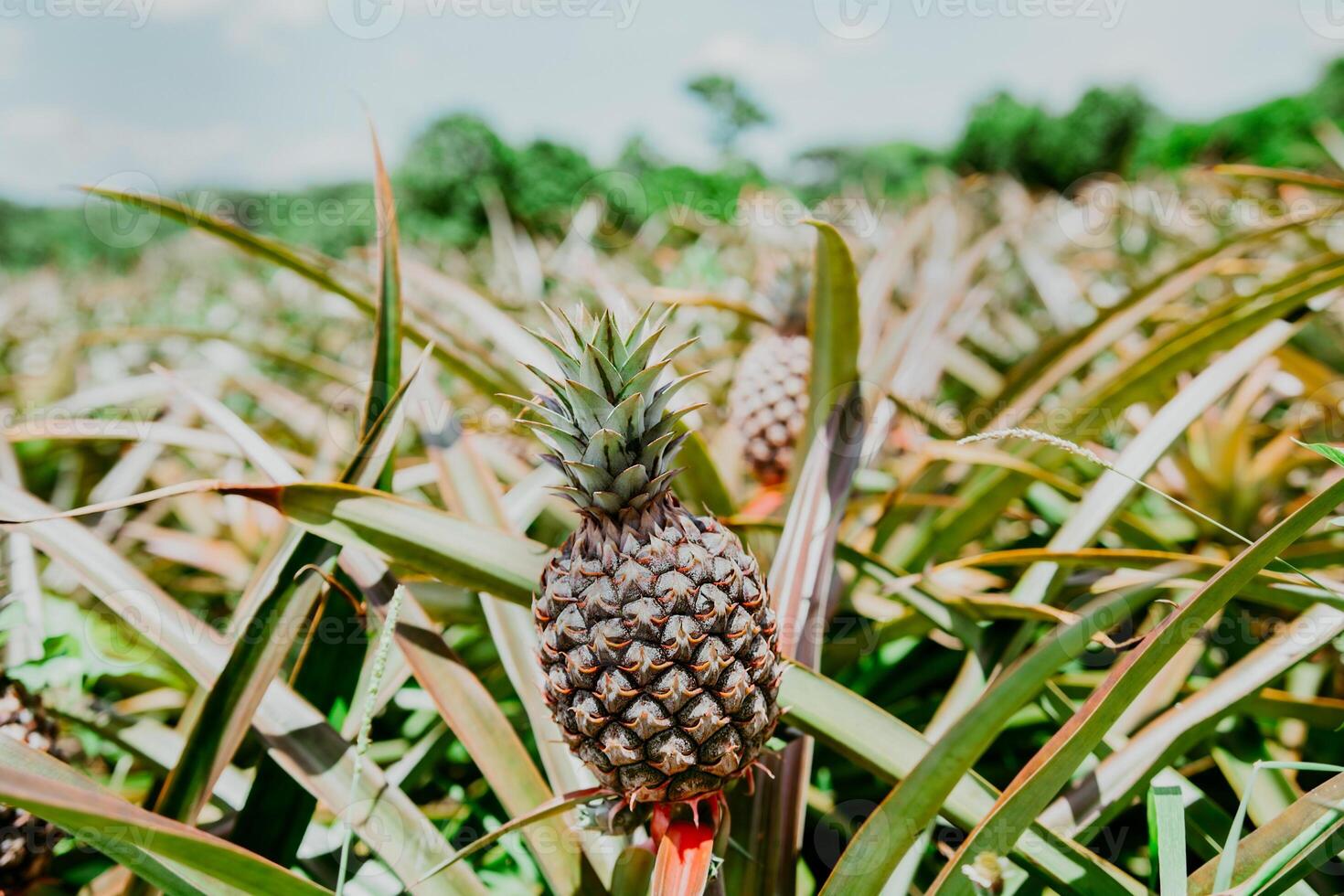 Harvest season and cultivation of pineapples. View of a beautiful growing pineapple plantation. in gardeen. Harvest of pineapple fruits with copy space photo