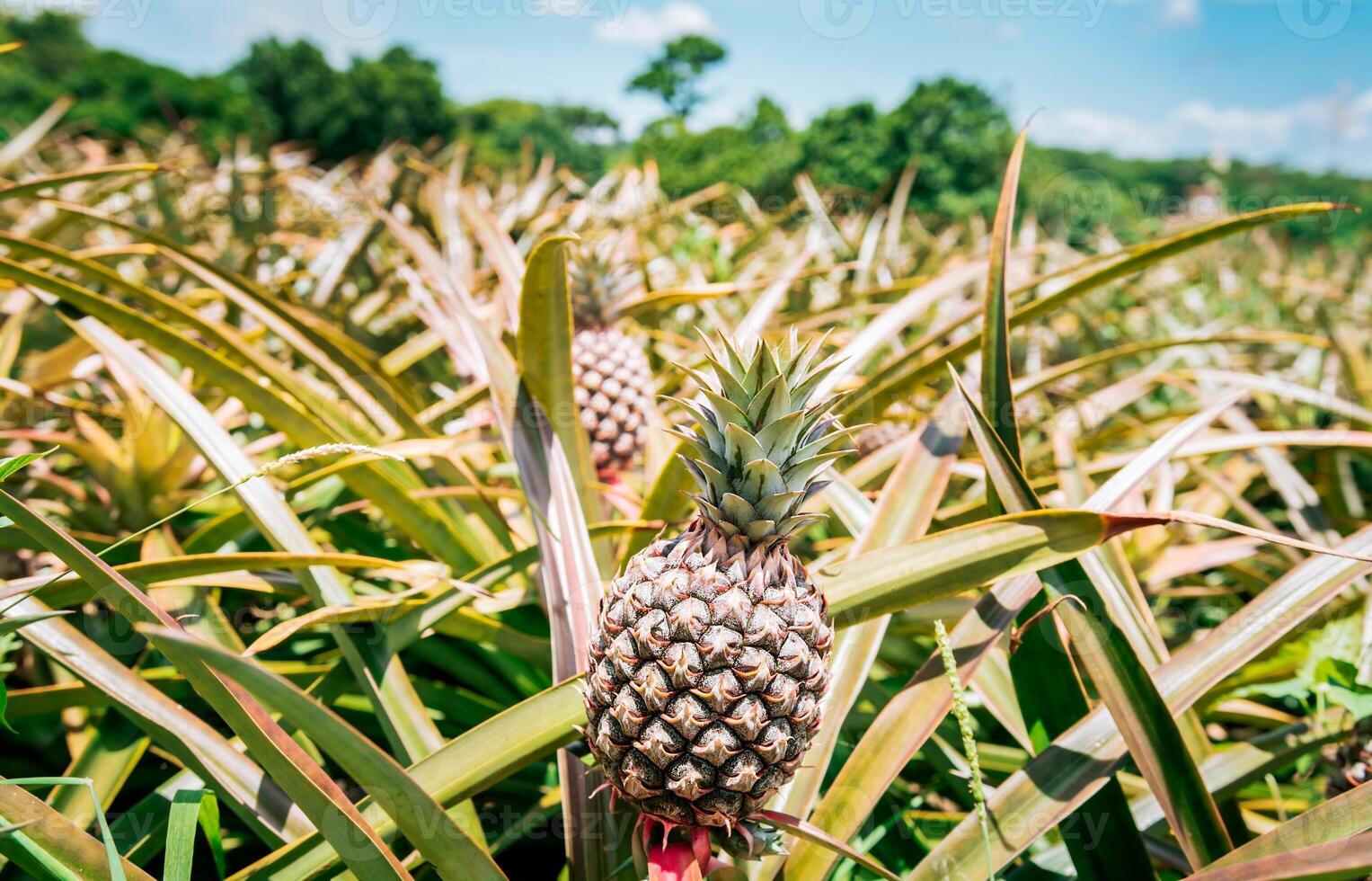 Harvest season and cultivation of pineapples. View of a beautiful growing pineapple plantation. in gardeen. Harvest of pineapple fruits outdoors photo