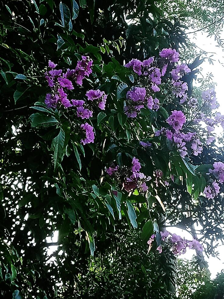 Purple bougainvillea is a beautiful blooming paper flower in magenta color. photo