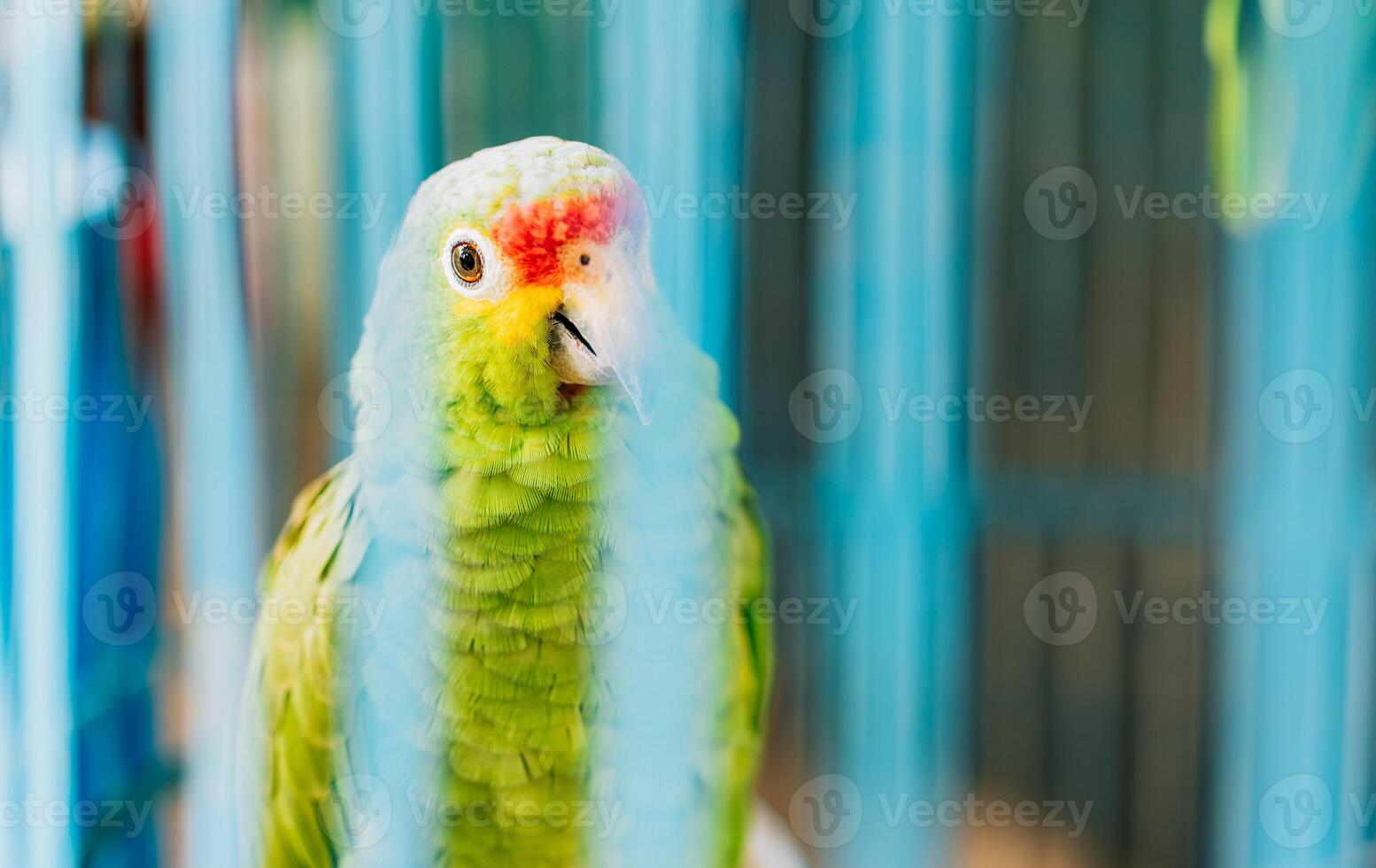Portrait of Autumnal Amazon Parrot. Cute red-crested parrot, found throughout Central America photo