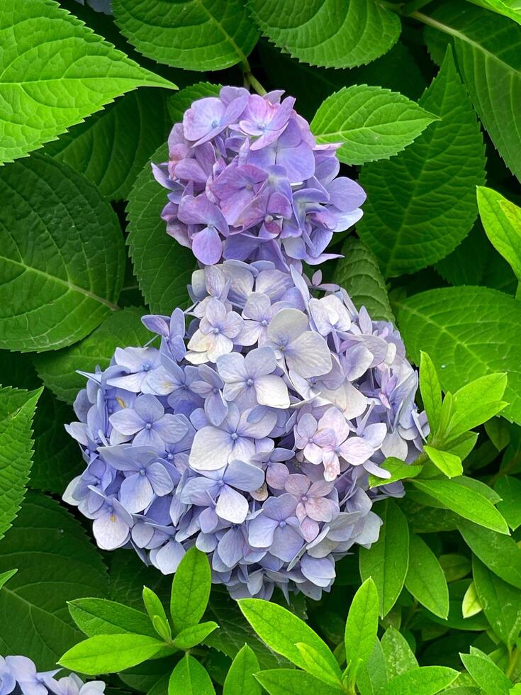 Closeup of Hydrangea macrophylla, big leaf hydrangea photo