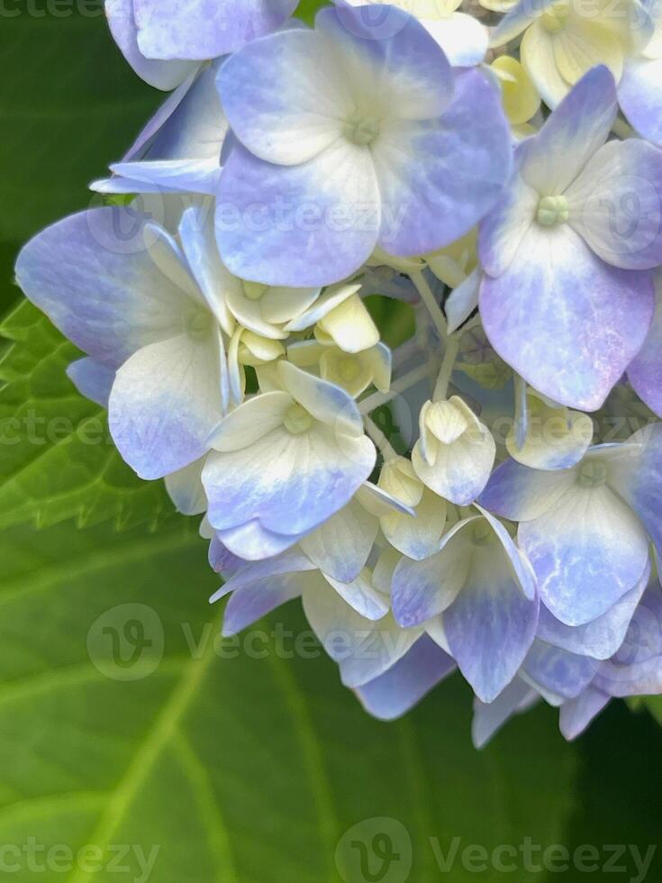 Closeup of Hydrangea macrophylla, big leaf hydrangea photo