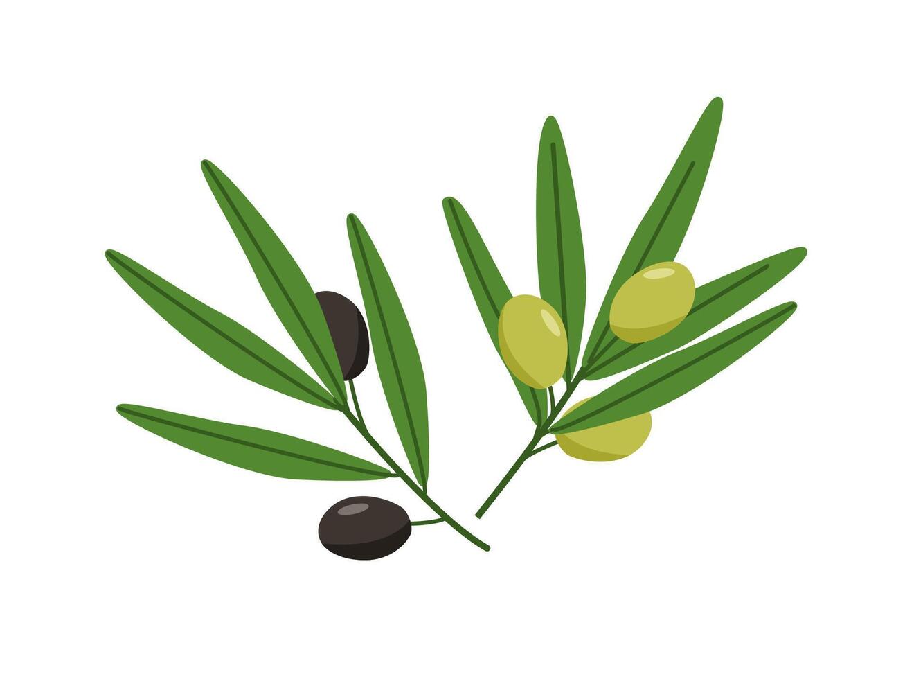 Olive branch with green and black berries. illustration of a cartoon drawing of olive tree fruits. vector