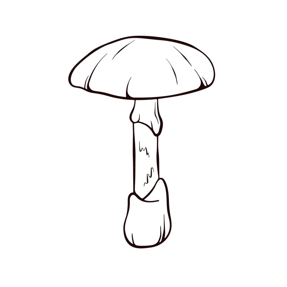 Simple hand drawn Death cap inedible toxic Mushroom. Autumn design. illustration isolated on a white background. vector