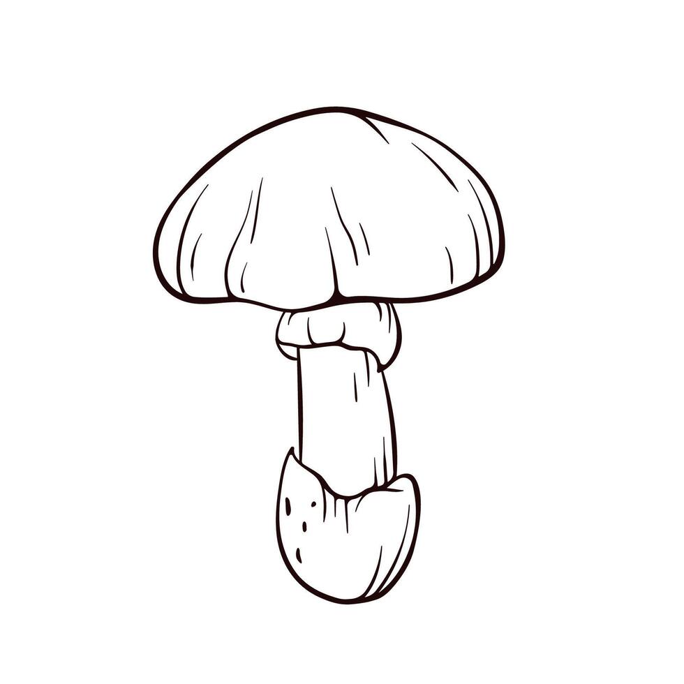 Caesar edible mushroom in line art style. Edible fungus, forest plant for autumn design. illustration isolated on a white background. vector