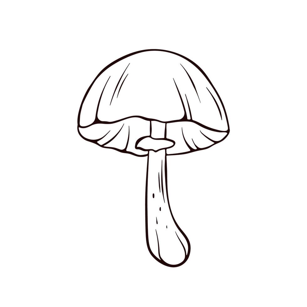 Simple line drawing of an Autumn Skullcap mushroom. The mushrooms smooth cap, gills, and slender stem. illustration isolated on a white background. vector