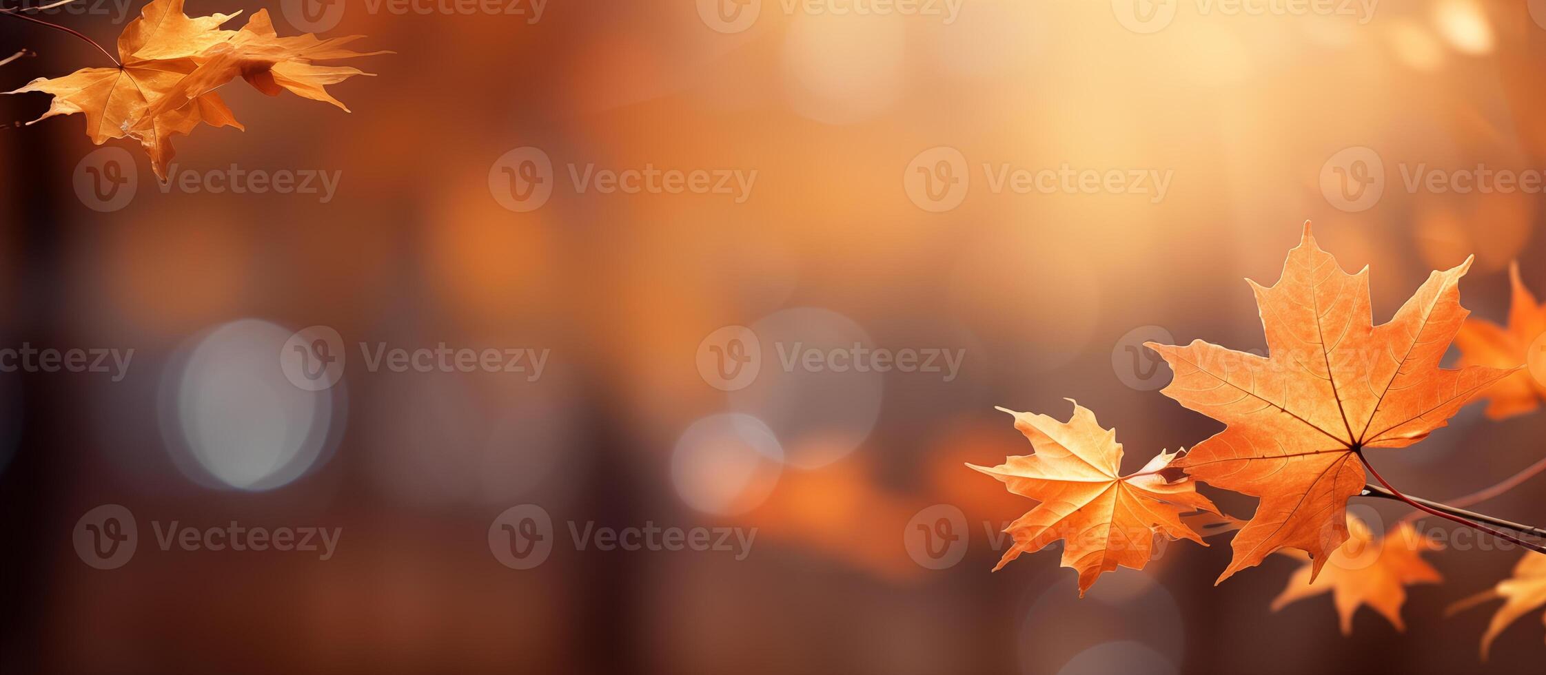 Autumn background with a close up of maple leaves on a blurred bokeh photo