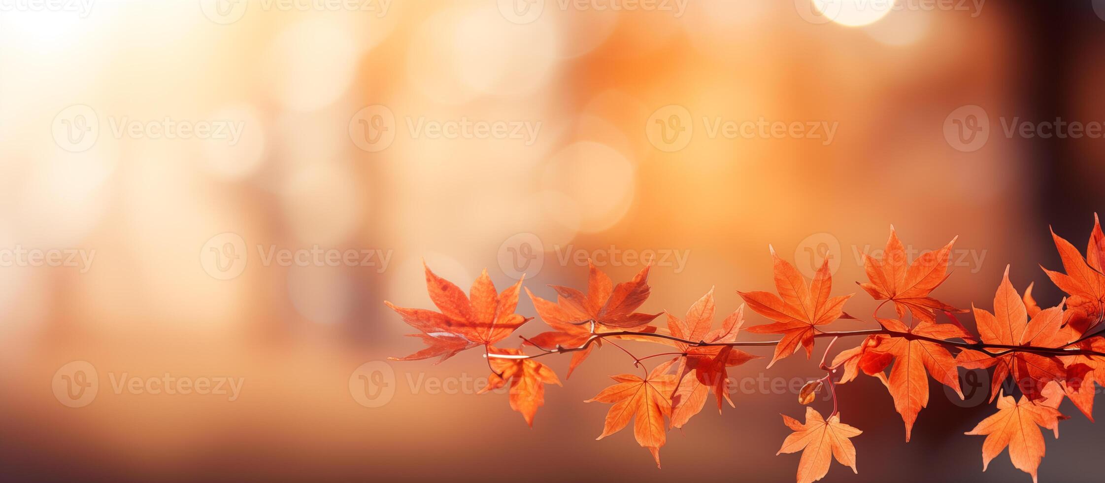 Autumn background with a close up of maple leaves on a blurred bokeh photo