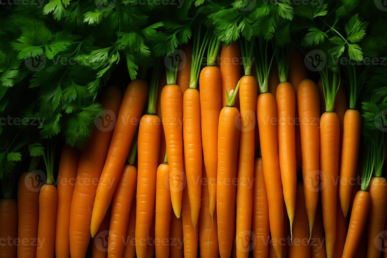 A pile of fresh carrot form the background, shown from above photo