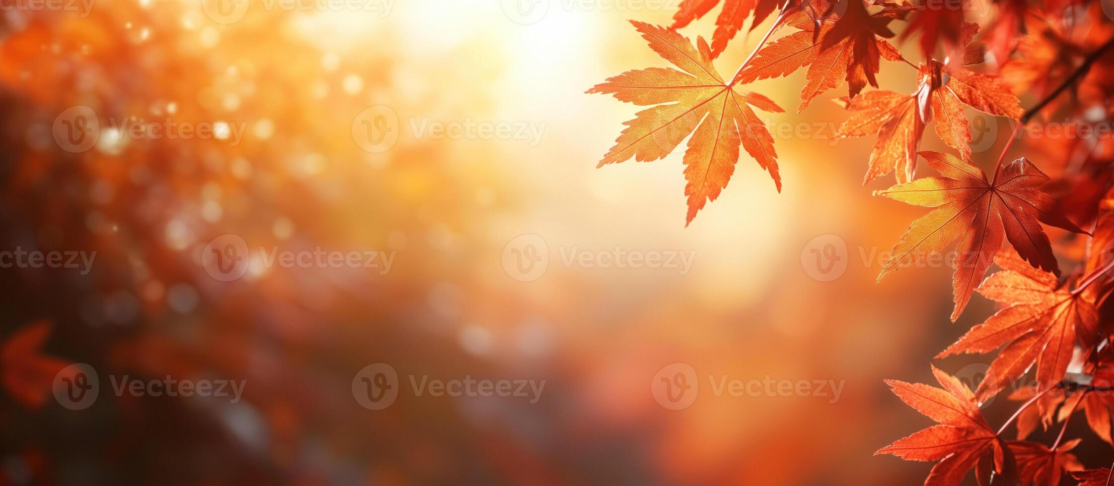 Autumn background with a close up of maple leaves on a blurred bokeh photo