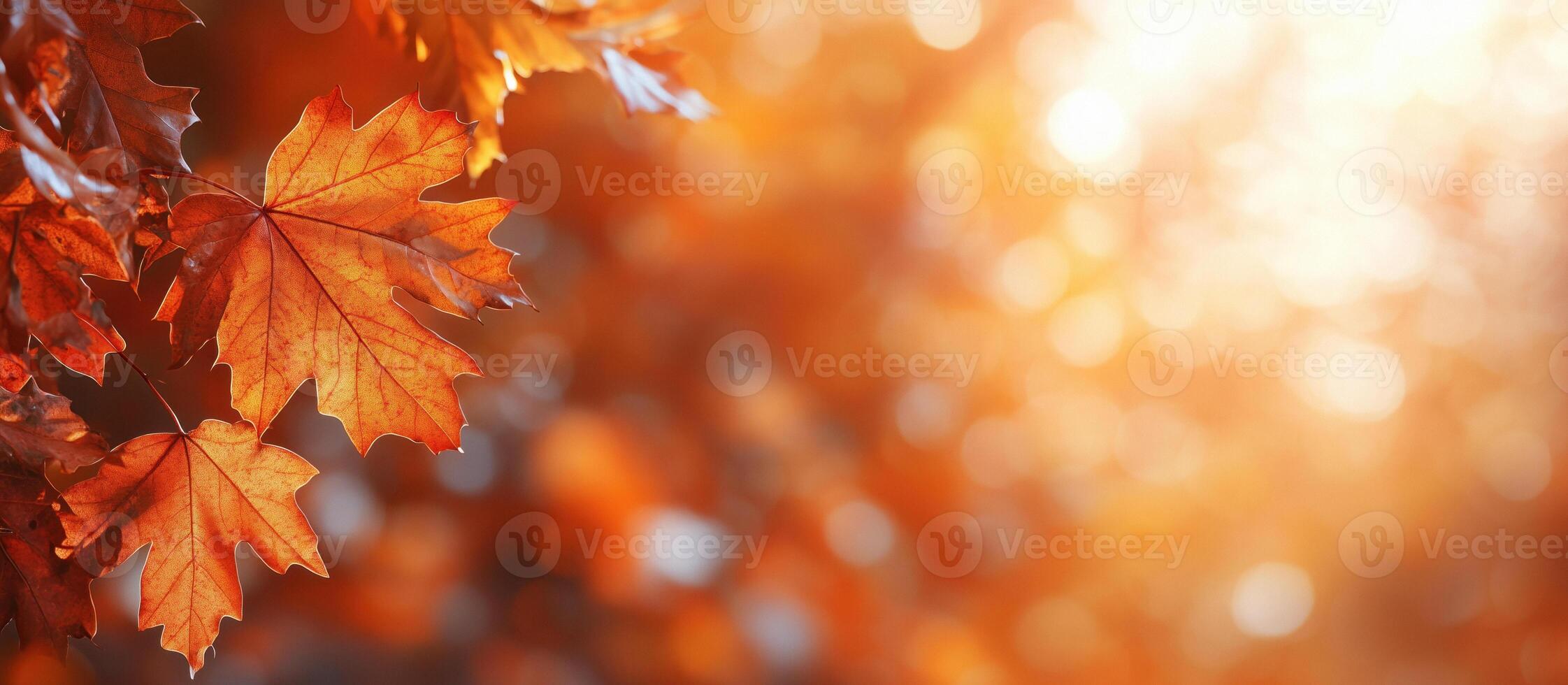 Autumn background with a close up of maple leaves on a blurred bokeh photo