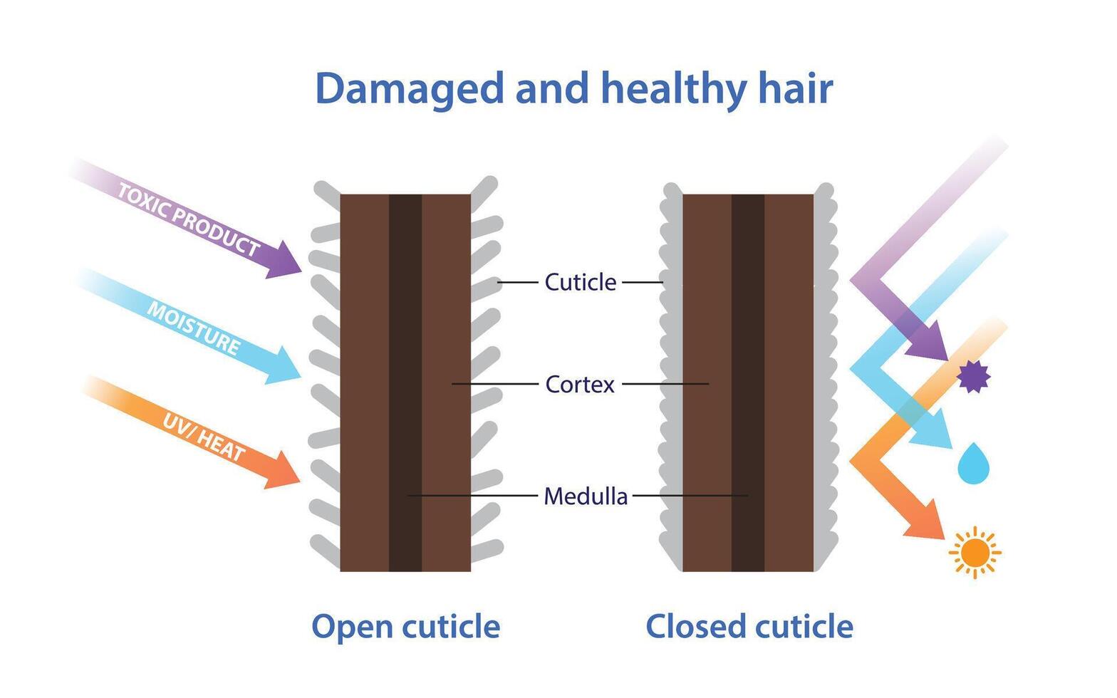 Cross section of damaged and healthy hair illustration isolated on white background. Diagram of open, closed hair cuticle, cortex, medulla with toxic product, moisture, ultraviolet and heat. vector