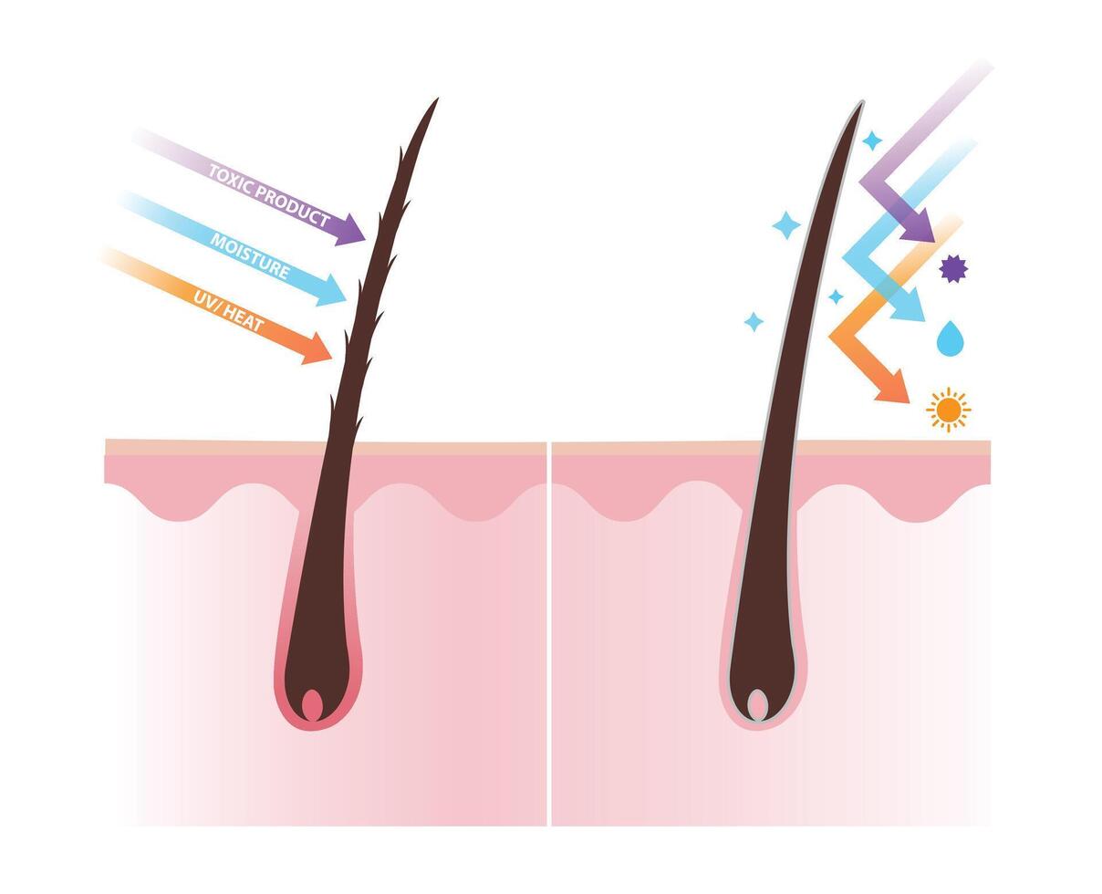 Comparison of damaged and healthy hair shaft on scalp layer illustration. Open cuticle absorb ultraviolet, heat, moisture and toxic product, cause hair damage. Closed cuticle can reflect them. vector