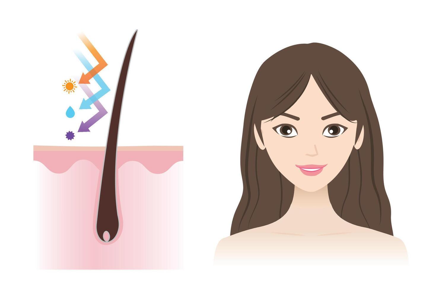 Infographic of closed cuticle healthy hair illustration isolated on white background. The woman with strong, supple, shiny hair protect from ultraviolet, moisture and toxic product. vector