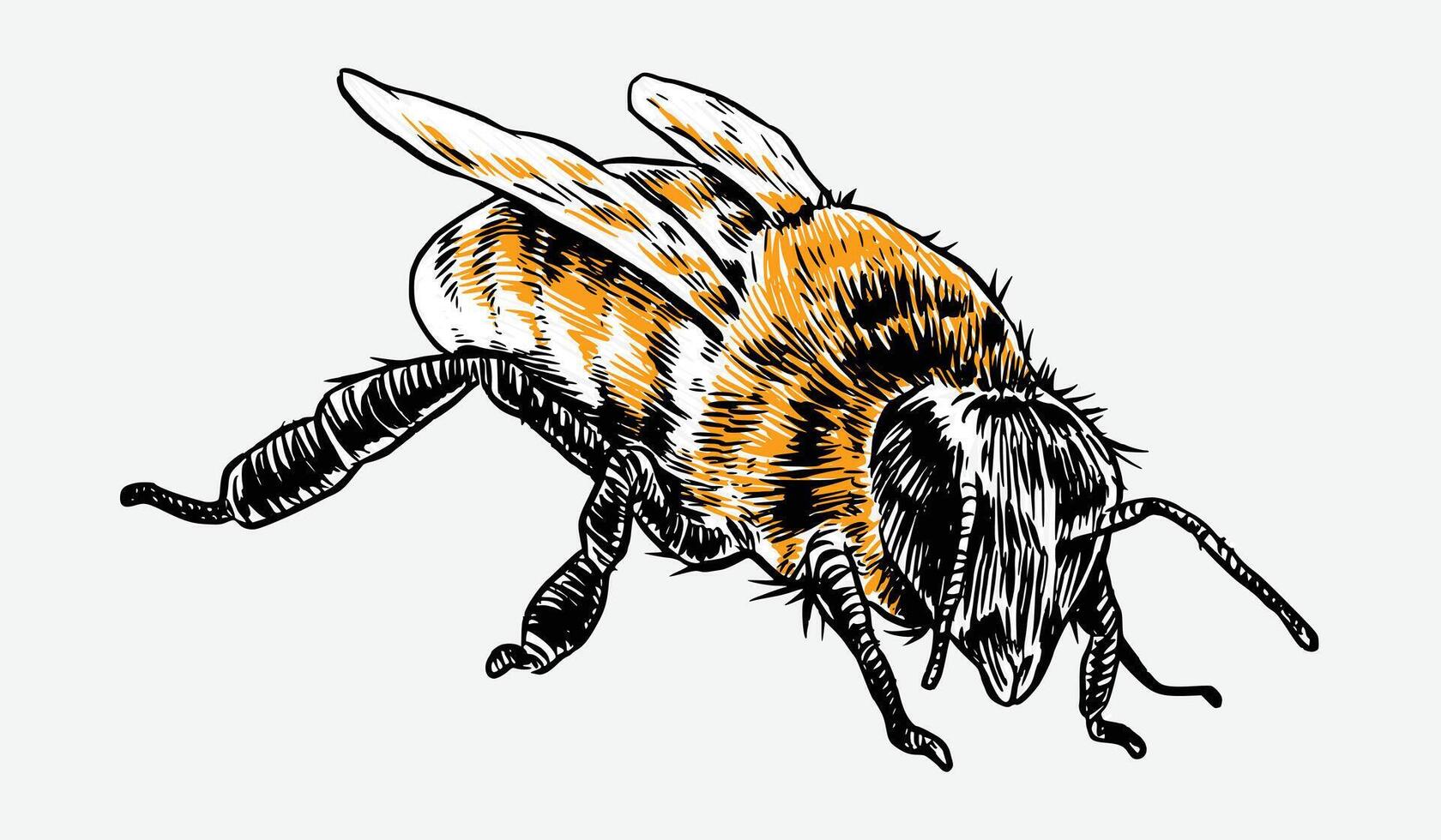 Honeybee, bee sketch drawing engraving. Isolated on white background. Graphic illustration. vector