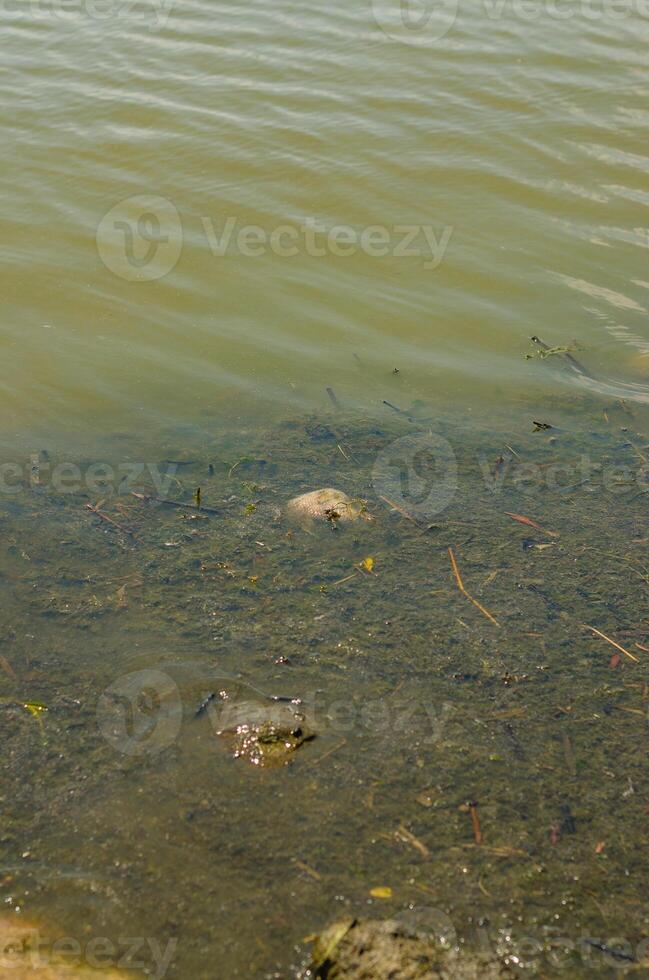 Dirty water near the shore. Ocean pollution. Mud on the surface of the water. High quality photo