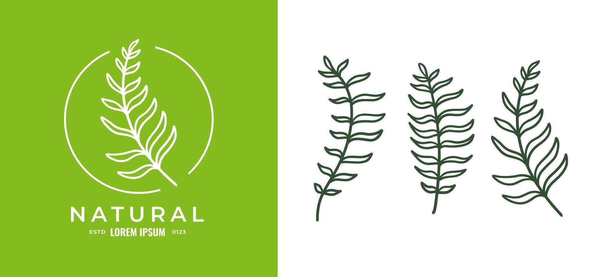 Organic fern illustration and badges logo template. Set of Minimalist stamp labels for tag fern leaves 02 vector