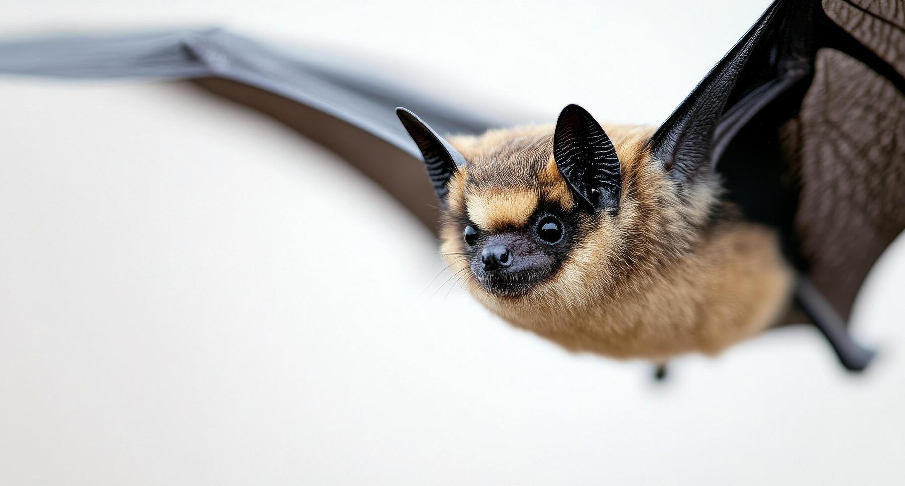 A close-up of a small bat with distinctive fur and extended wings on a white backdrop photo