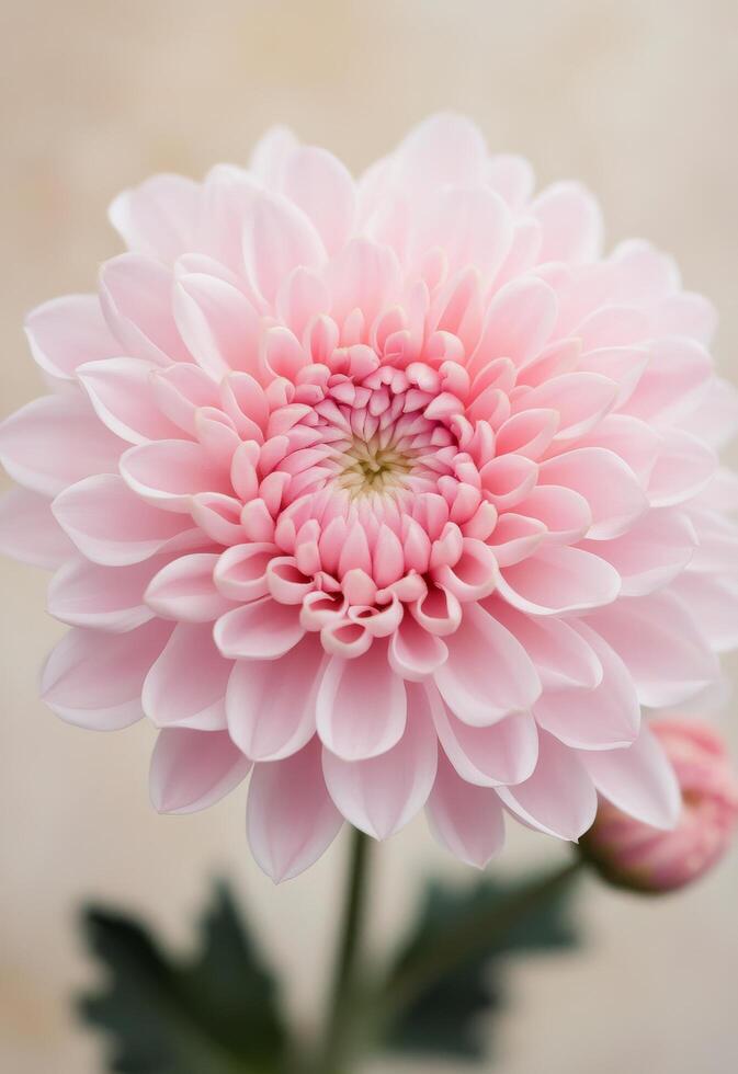 Delicate pink chrysanthemum bloom against a soft peach background photo