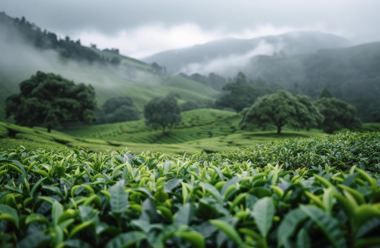 Morning Mist Over Lush Tea Fields in a Serene Mountainous Landscape photo
