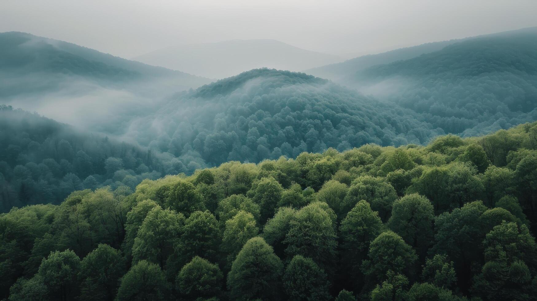 Overhead View of Dense Forest With Green and Yellow Trees in Foggy Conditions photo