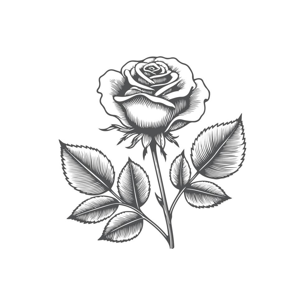 a black and white drawing of a rose vector