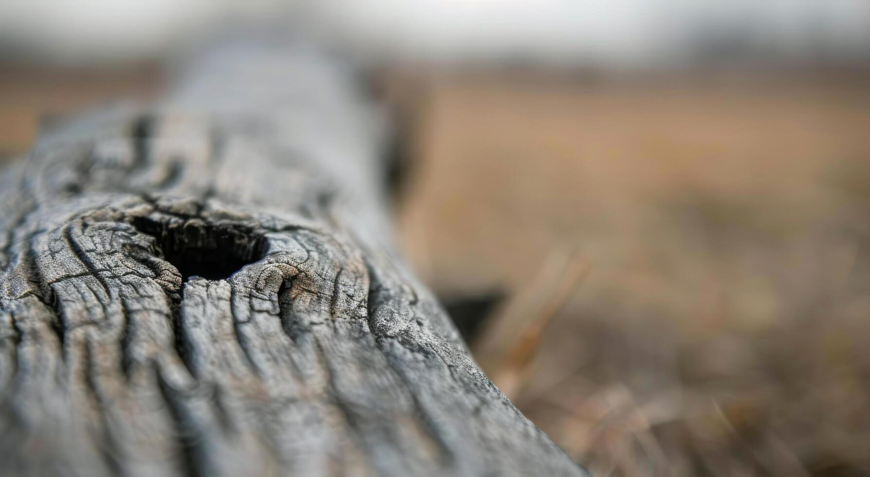 Close-Up of Weathered Wood Grain With Knots Captured in Natural Light photo
