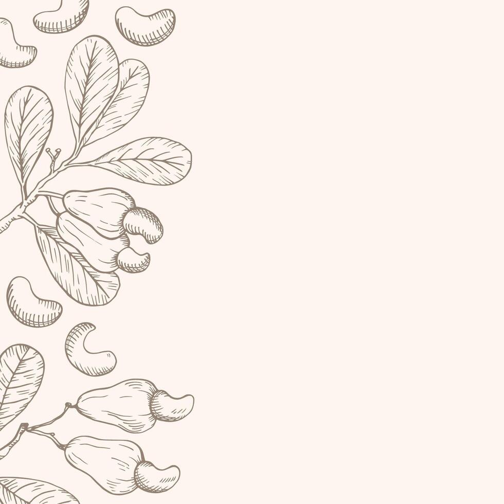 Hand drawn background card with Cashew nuts. Engraved illustration sketch with nutty plant branches. The images are created without the use of any artificial intelligence software at any stage vector