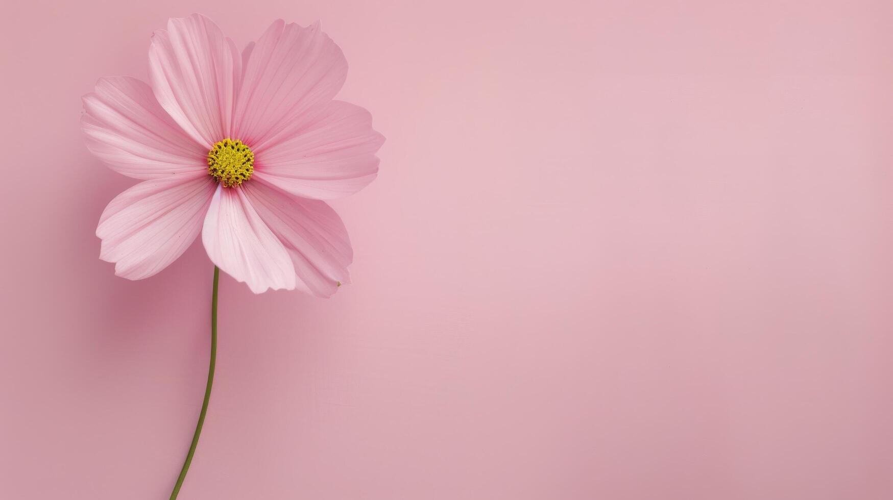 Pink Flower in White Vase Against Soft Pink Background photo