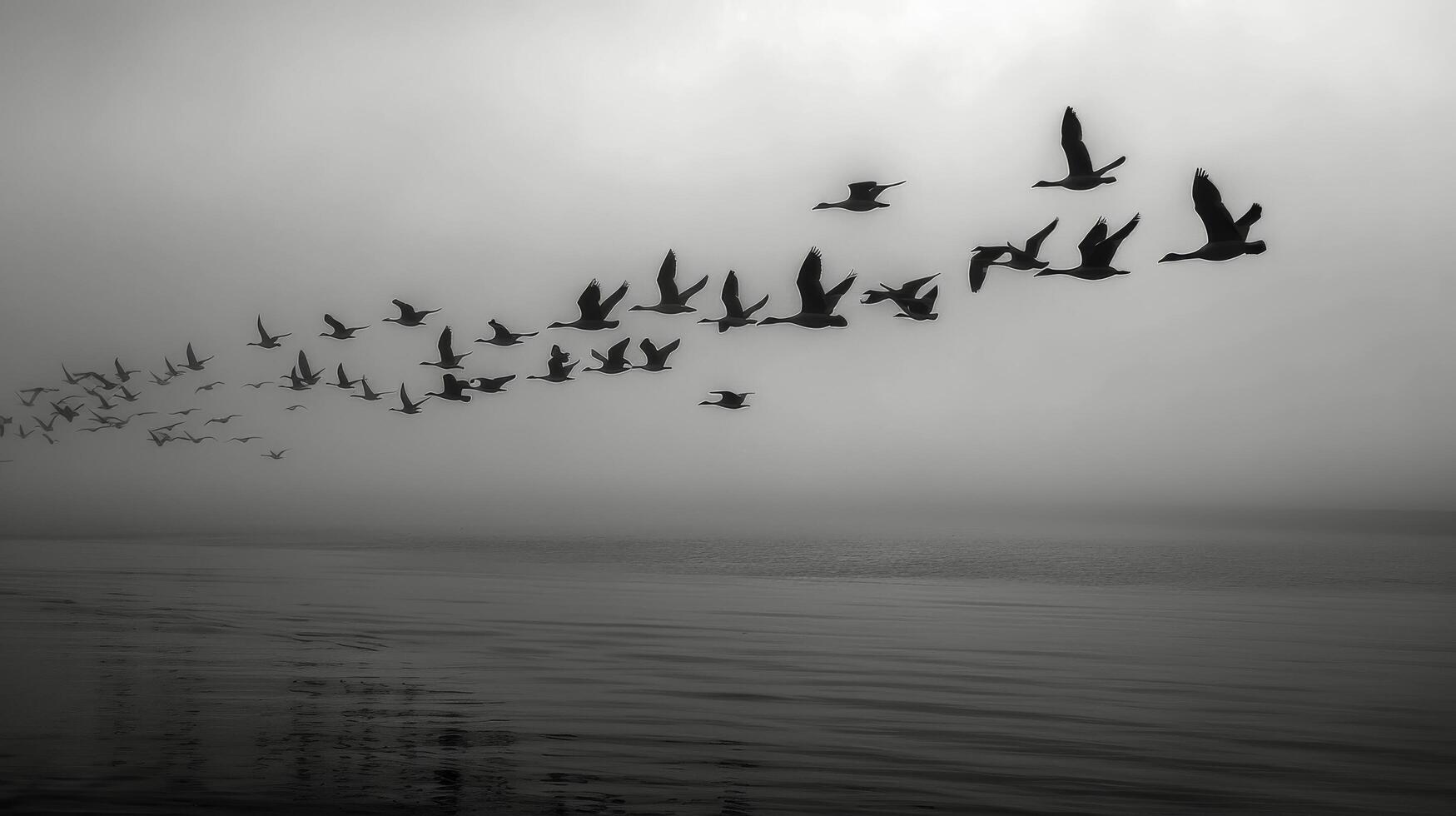 Birds Flying Over Calm Water at Dusk Near Rocky Outcrop photo