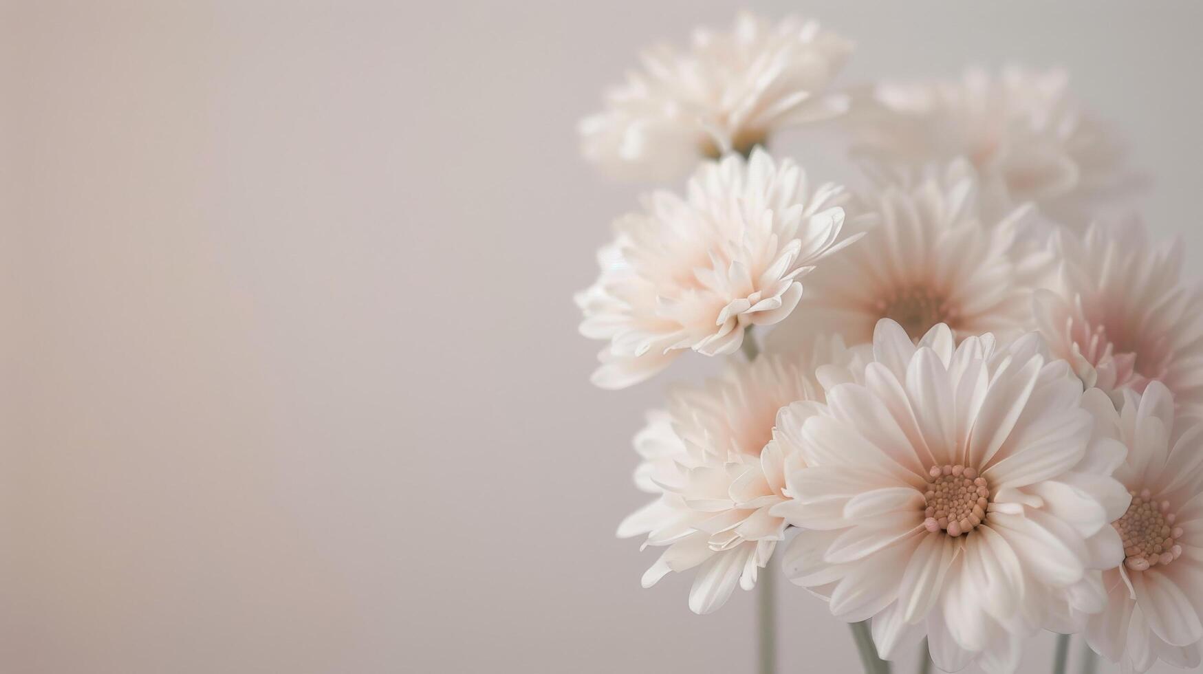 Delicate White Cherry Blossoms on Soft Background in Spring photo
