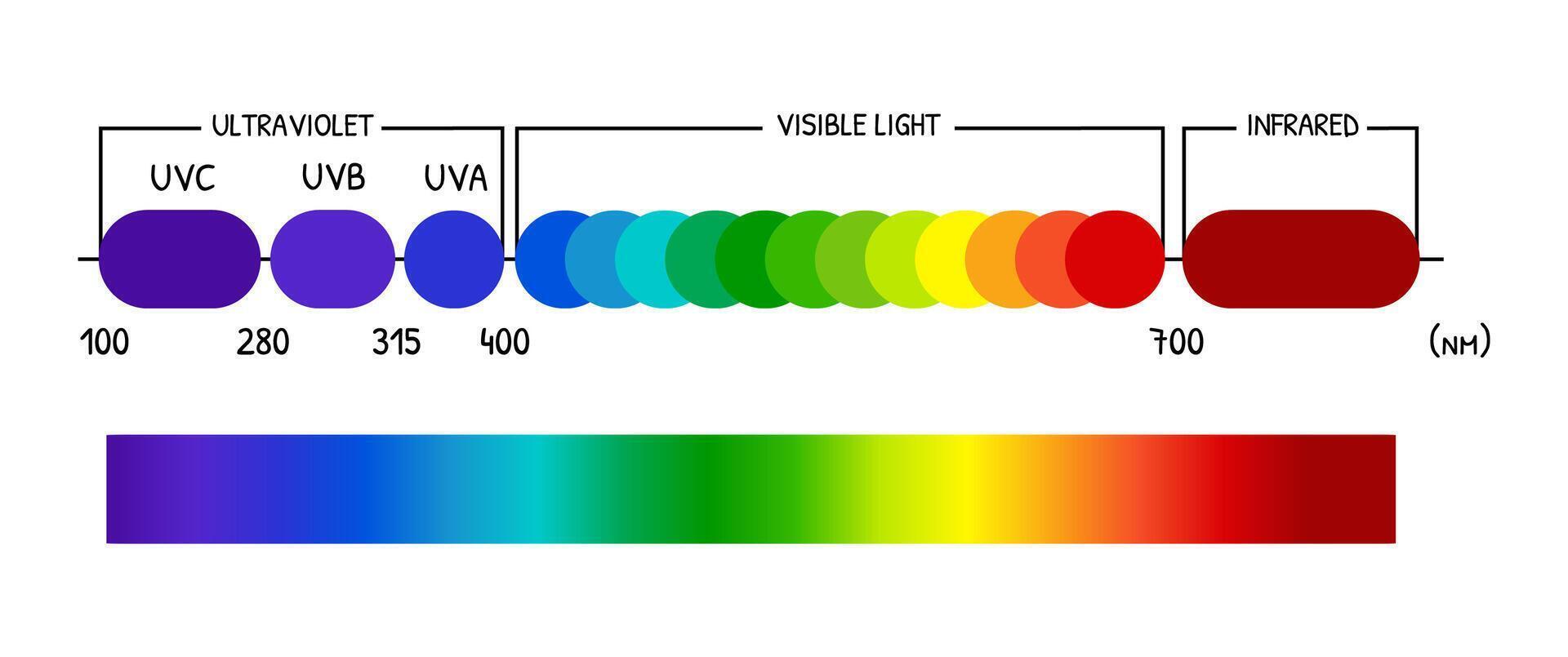 ultraviolet light spectrum UV vector