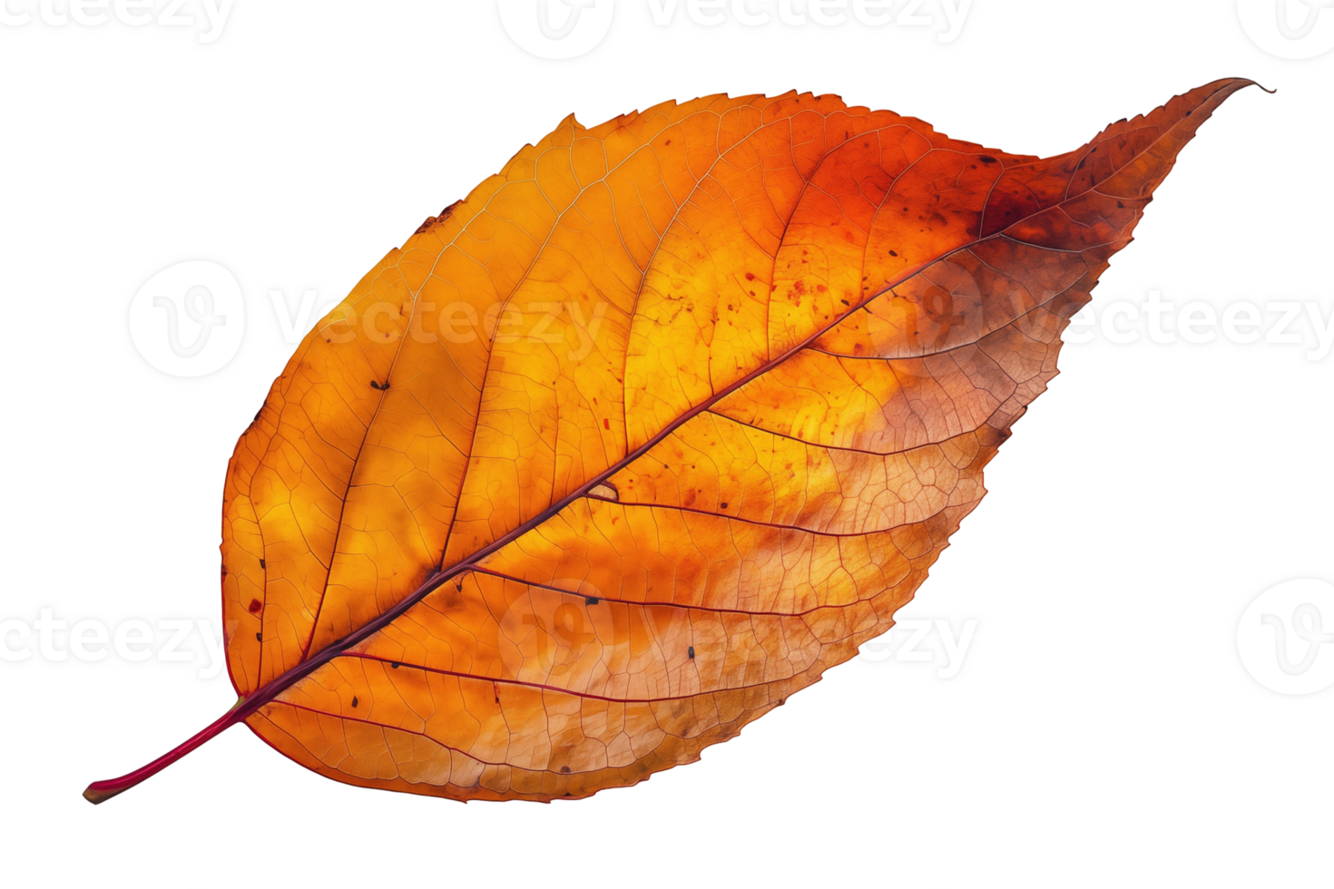 autumn leaf isolated on isolated background png