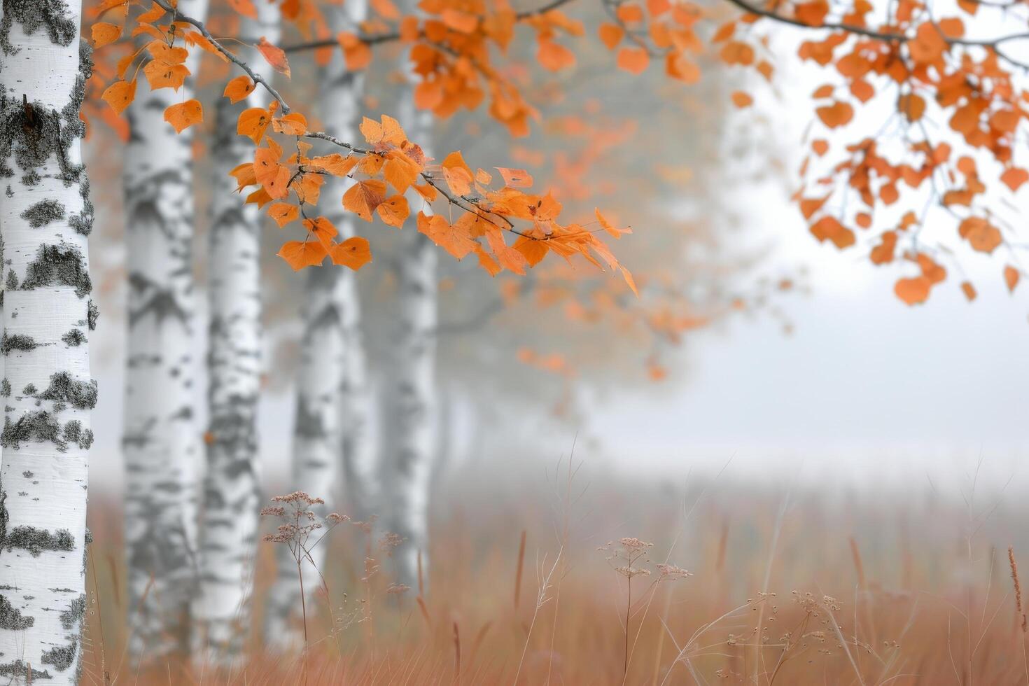 Autumn Misty Landscape With Birch Trees and Orange Leaves in Soft Light photo
