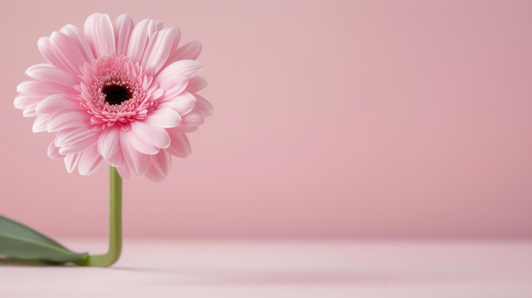 Pink Gerbera Daisy on Soft Pink Background in Natural Light photo