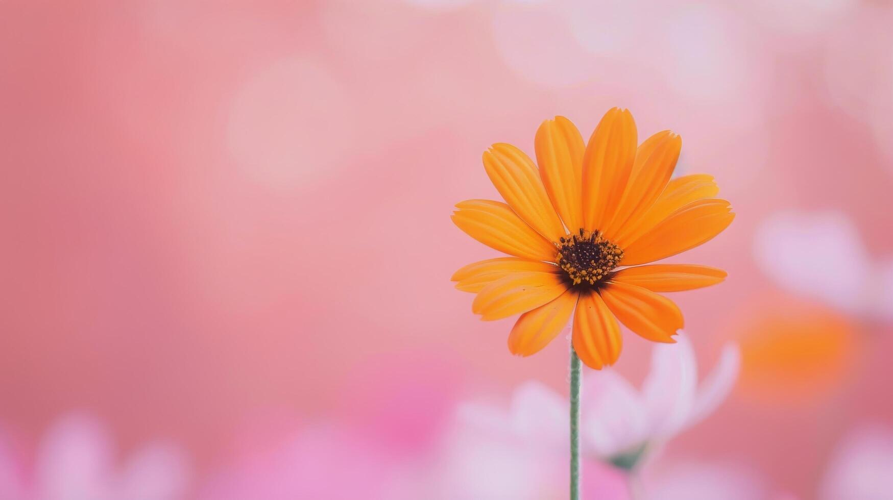 Pink Flower Against Soft Blurred Background in Daylight photo