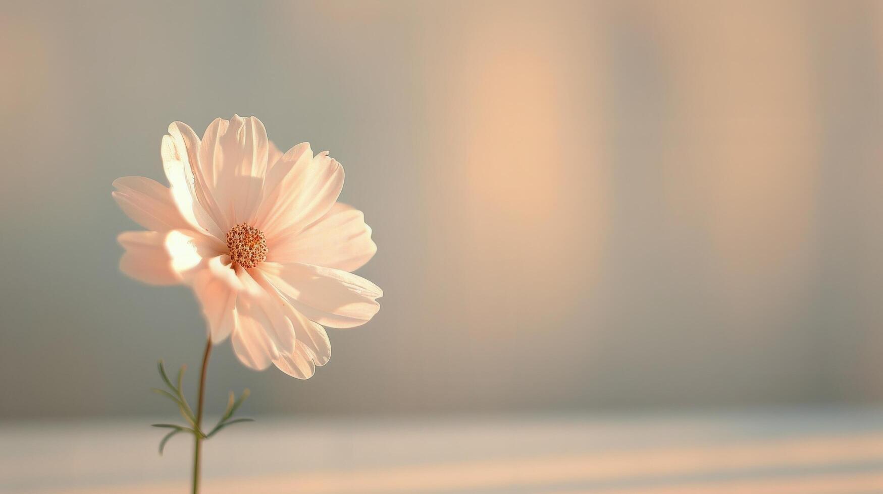 White Tulip in Soft Natural Light Against a Blurred Background photo