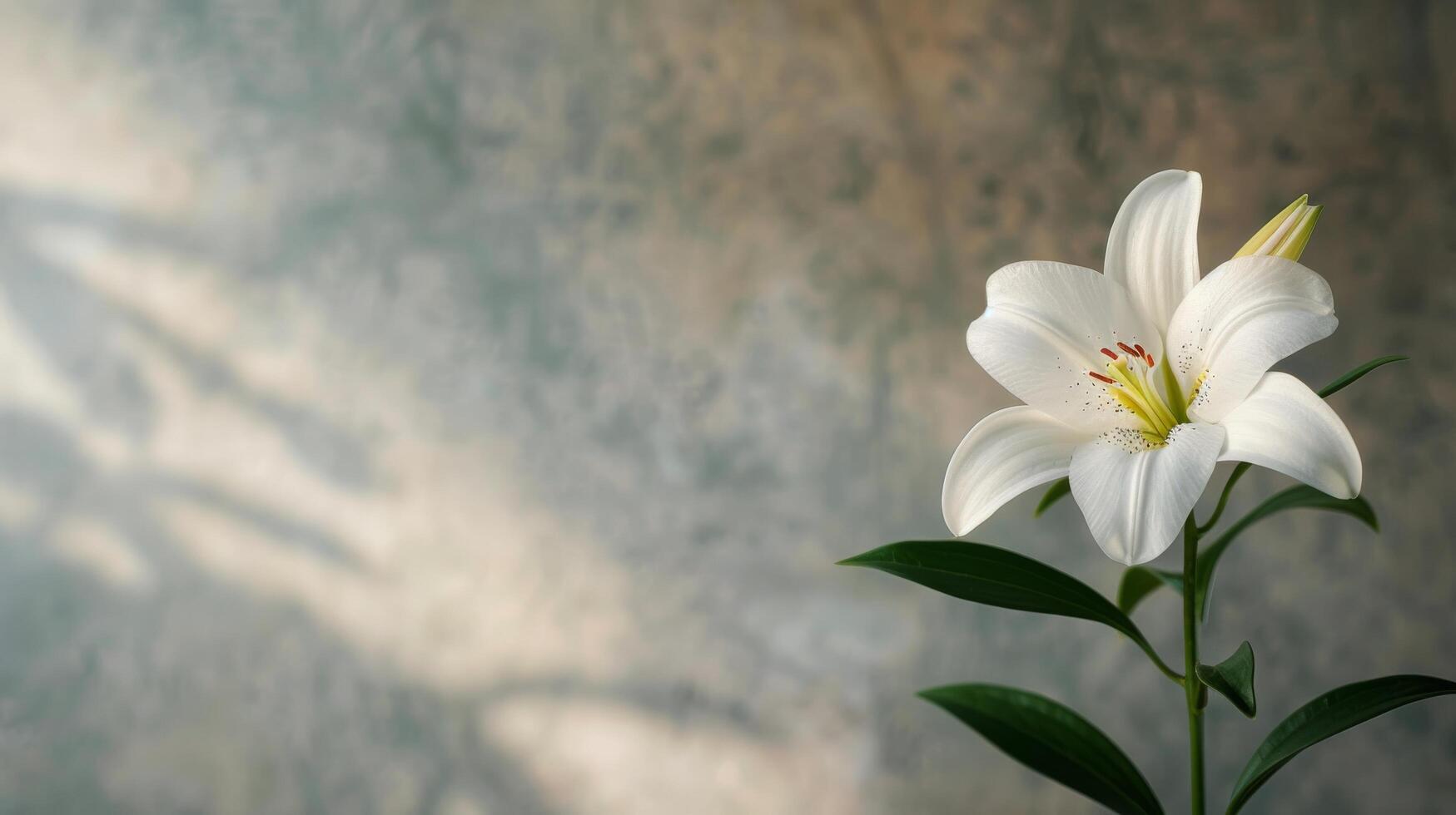 White Tulip in Soft Natural Light Against a Blurred Background photo