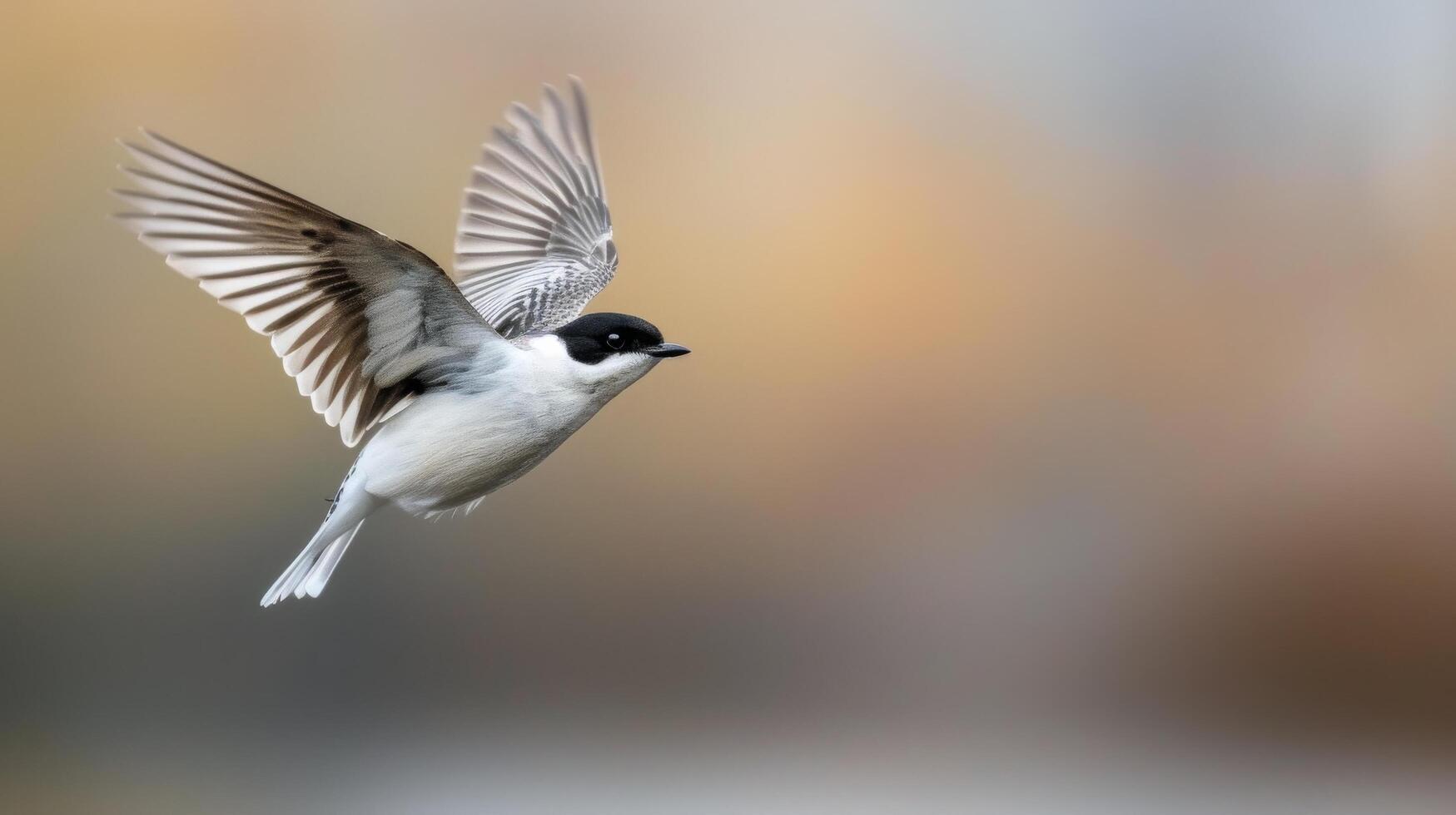 Silver-backed Shrike in Flight Over Soft Autumn Background photo