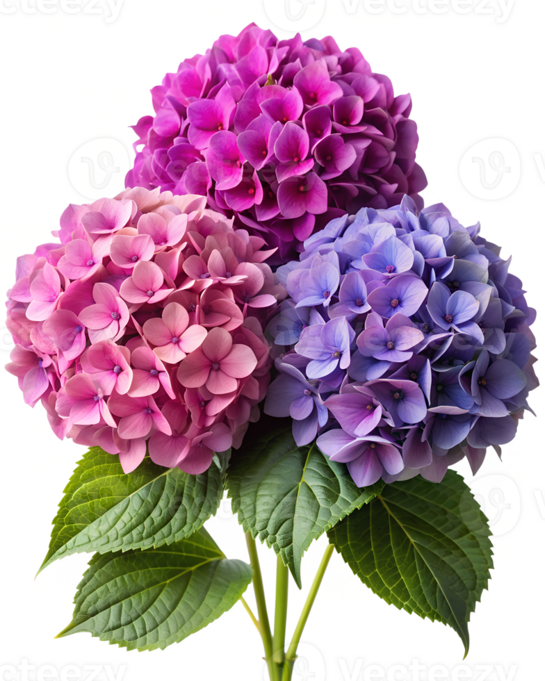 Colorful hydrangea blossoms in pink and blue, isolated transparent png