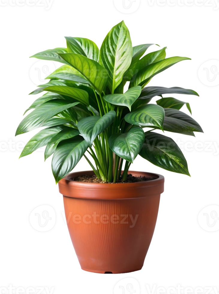 Lush green potted plant for indoor decor, isolated transparent png