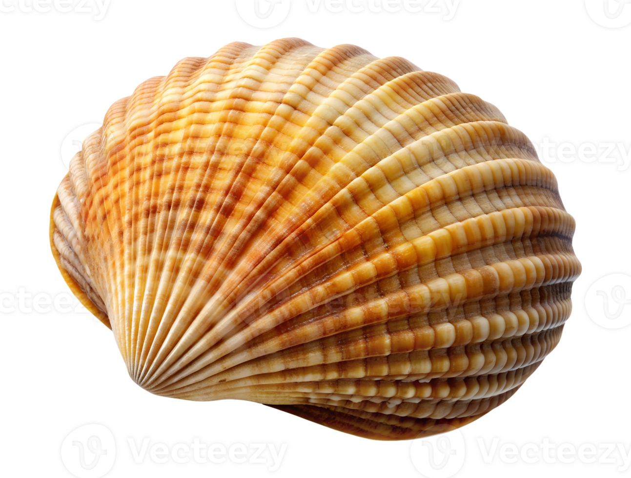 Ridged scallop shell with detailed texture, isolated transparent png